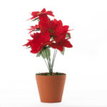 ورده عيد ألميلاد