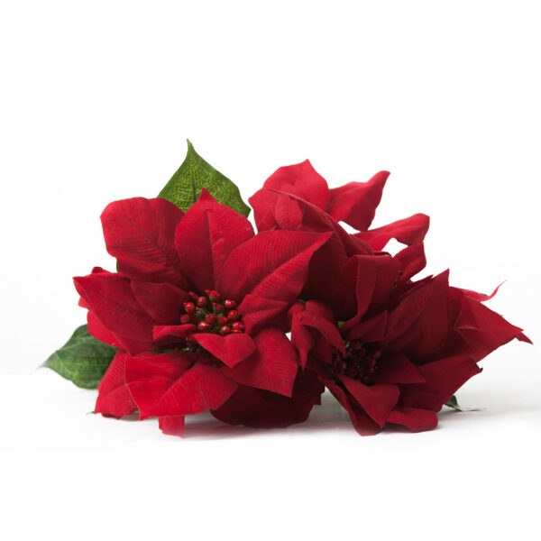 פרח חג המולד