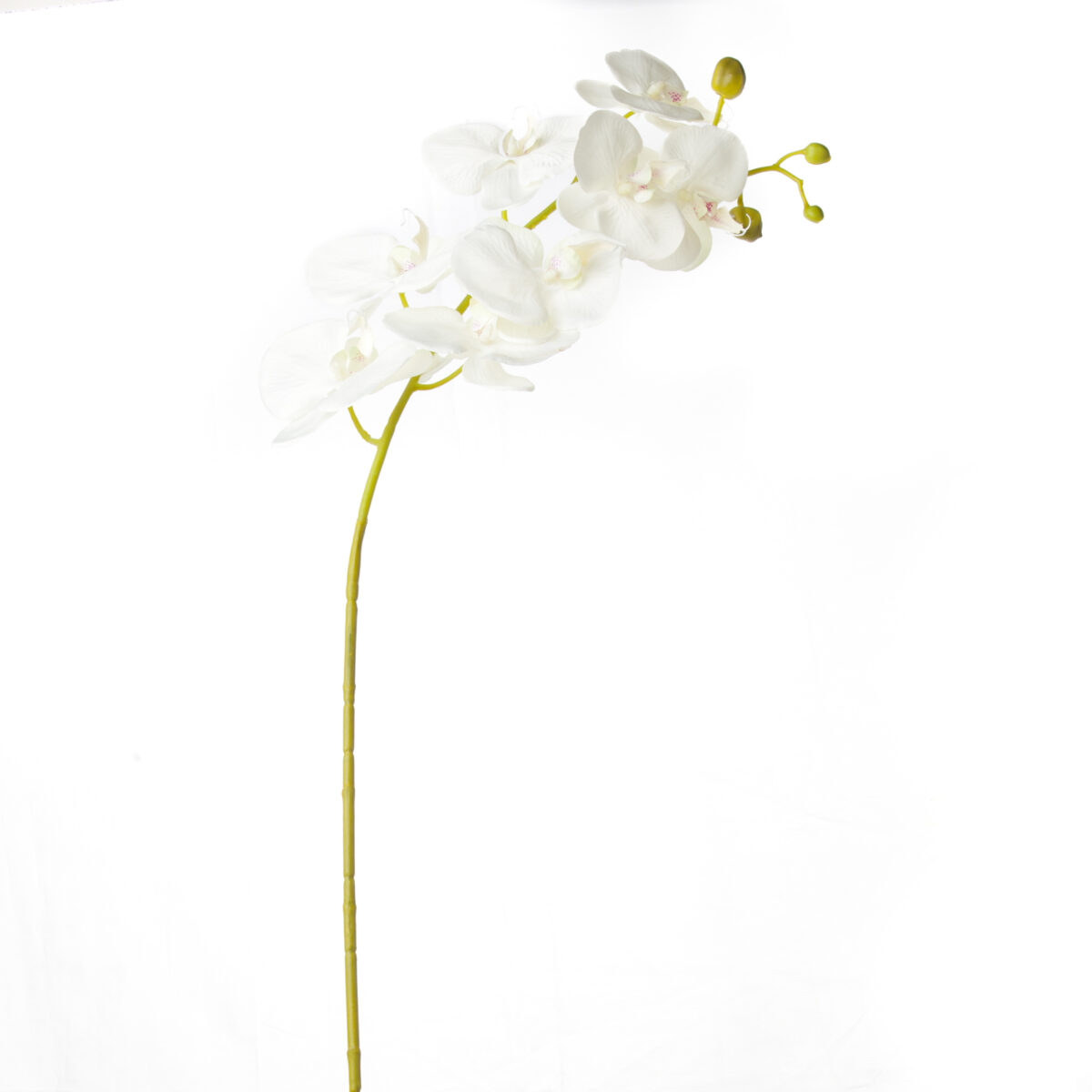 White Orchid Flower - Image 1