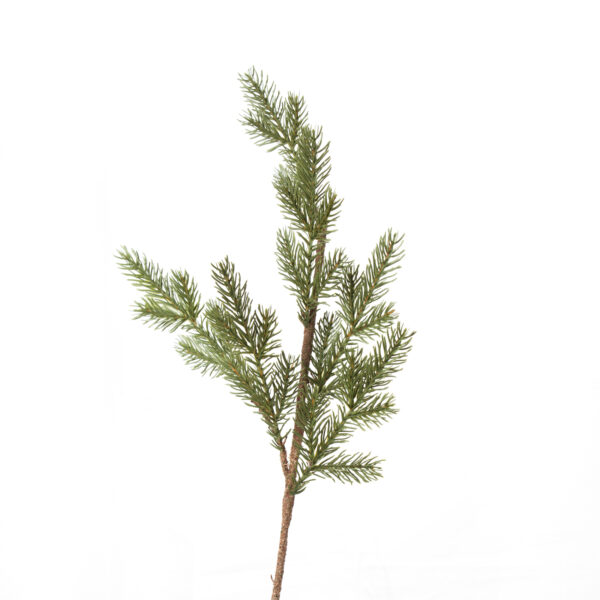 غصن شجره أخضر