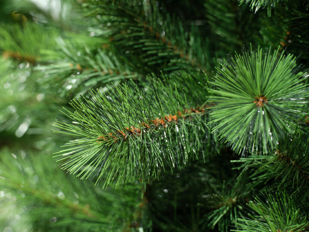 Christmas Tree (Ontario Pine) Wehbeh Land