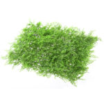 Artifical Grass