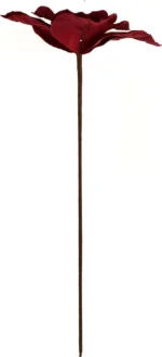 ⁦زهرة بوردو مخملية⁩ - الصورة ⁦2⁩